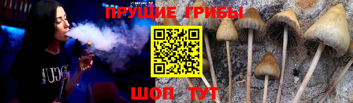 Лесосибирск  Псилоцибиновые грибы Cubensis  продажа наркотиков  Вход с VPN 